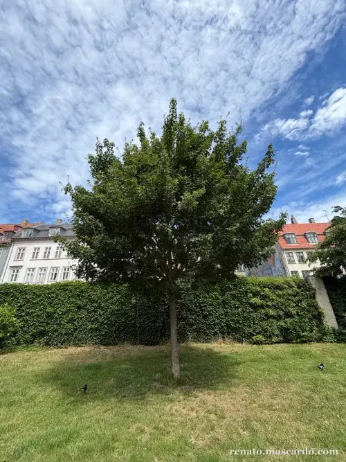 Park in Copenhagen
